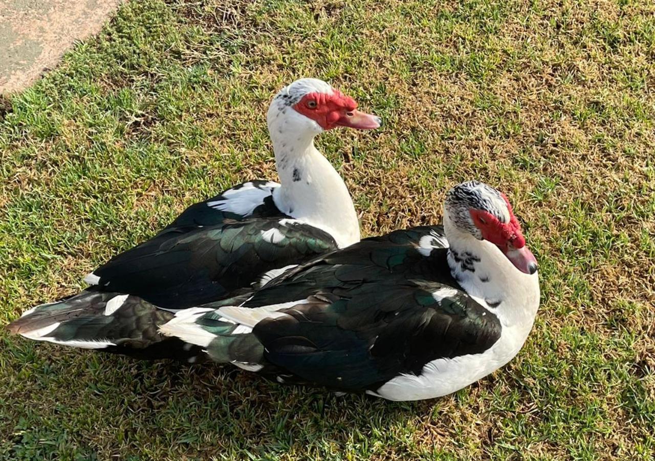 Kievits Kroon Gauteng Wine Estate Pretoria-Noord Eksteriør billede